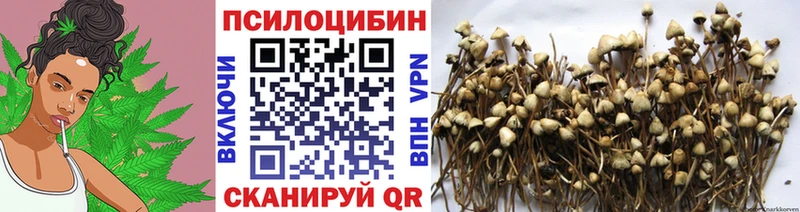 Купить где  Нерехта  Псилоцибиновые грибы GOLDEN TEACHER 